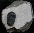 D Gerastos Trilobite Fossil - #13728-1